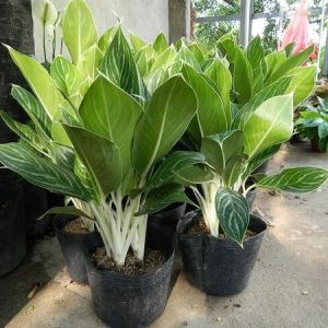 [Cây phong thủy] Bạch Mã Hoàng Tử (3 cây như hình) - CayGiongTot