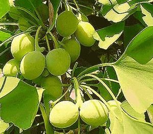 Gói 2 hạt giống Bạch quả ginkgo