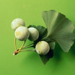 Gói 2 hạt giống Bạch quả ginkgo