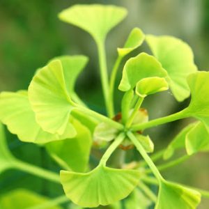 Gói 2 hạt giống Bạch quả ginkgo