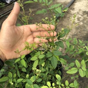 Chậu hoa hồng bạch trà (C9) - Cây trưởng thành siêu nụ sắp hoa