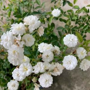 Chậu hoa hồng bạch trà (C9) - Cây trưởng thành siêu nụ sắp hoa