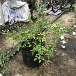 Chậu hoa hồng bạch trà (C9) - Cây trưởng thành siêu nụ sắp hoa