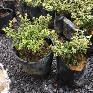 Chậu cây giống Bạch Tuyết Mai dáng bonsai