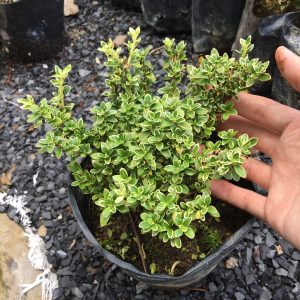 Chậu cây giống Bạch Tuyết Mai dáng bonsai