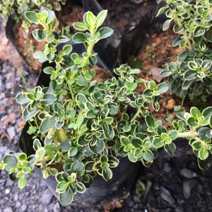 Cây giống Bạch Tuyết Mai bầu đất