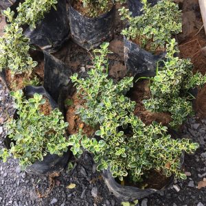 Cây giống Bạch Tuyết Mai bầu đất