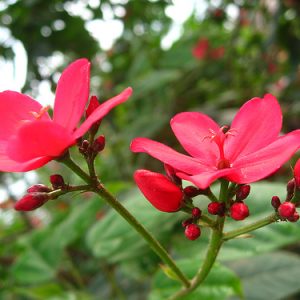 [Cây giống hoa] Hồng Mai chậu lớn cao 1m- CayGiongTot