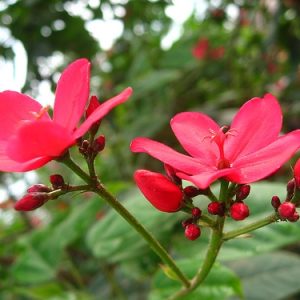 [Cây giống hoa] Hồng Mai chậu lớn cao 1m- CayGiongTot