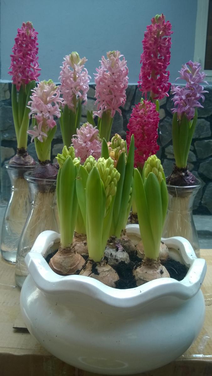 Củ tiên ông đã có mầm trồng đất - đủ 4 màu xanh, đỏ, hồng, tím