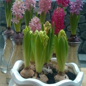 Củ tiên ông đã có mầm trồng đất - đủ 4 màu xanh, đỏ, hồng, tím