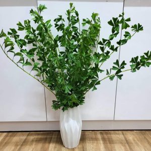 Cây giống Bàng Nhật xanh lá tim