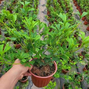 Cây giống Bàng Nhật xanh lá tim