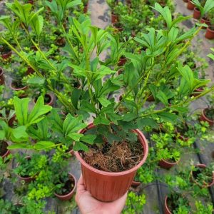 Cây giống Bàng Nhật xanh lá tim