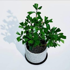 Cây giống Bàng Nhật xanh lá tim