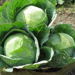 Gói 0.3g hạt giống bắp cải lai