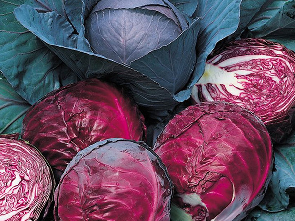 Gói 1g hạt giống bắp cải đỏ F1 Red Star