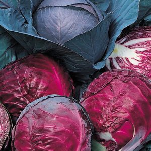 Gói 1g hạt giống bắp cải đỏ F1 Red Star