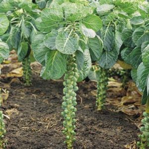 Gói 0.5GR hạt giống Bắp Cải Tí Hon