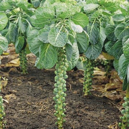 Gói 0.5GR hạt giống Bắp Cải Tí Hon