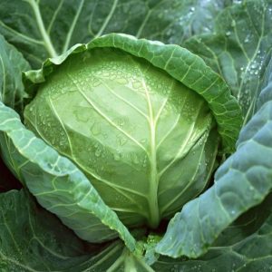 Gói 1g hạt giống bắp cải F1 Tropica Queen