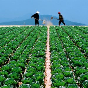 Gói 1g hạt giống bắp cải F1 Tropica Queen