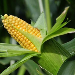 Gói 20g hạt giống bắp mĩ F1