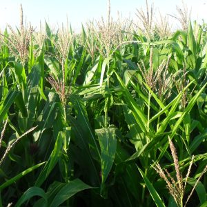 Gói 20g hạt giống bắp mĩ F1