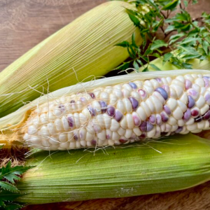 Gói 20g hạt giống bắp nếp F1 trắng tím