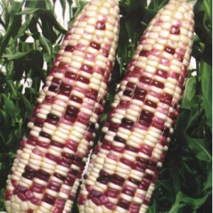 Gói 20g hạt giống bắp nếp F1 trắng tím