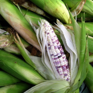 Gói 20g hạt giống bắp nếp F1 trắng tím