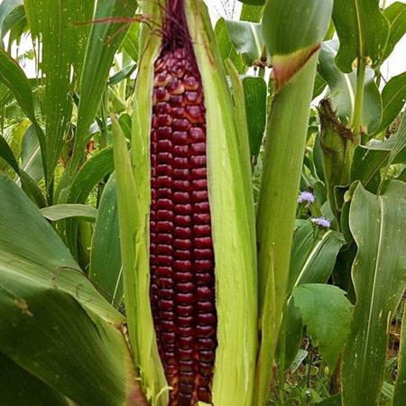 Gói 50 hạt giống bắp ngọt Tím Nữ Hoàng Đỏ - giống bắp ngọt ăn sống nhiều dinh dưỡng