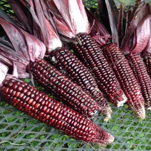 Gói 50 hạt giống bắp ngọt Tím Nữ Hoàng Đỏ - giống bắp ngọt ăn sống nhiều dinh dưỡng