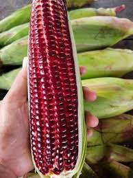 Gói 50 hạt giống bắp ngọt Tím Nữ Hoàng Đỏ - giống bắp ngọt ăn sống nhiều dinh dưỡng