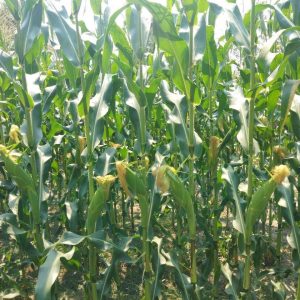 Gói 50 hạt giống bắp ngọt Tím Nữ Hoàng Đỏ - giống bắp ngọt ăn sống nhiều dinh dưỡng