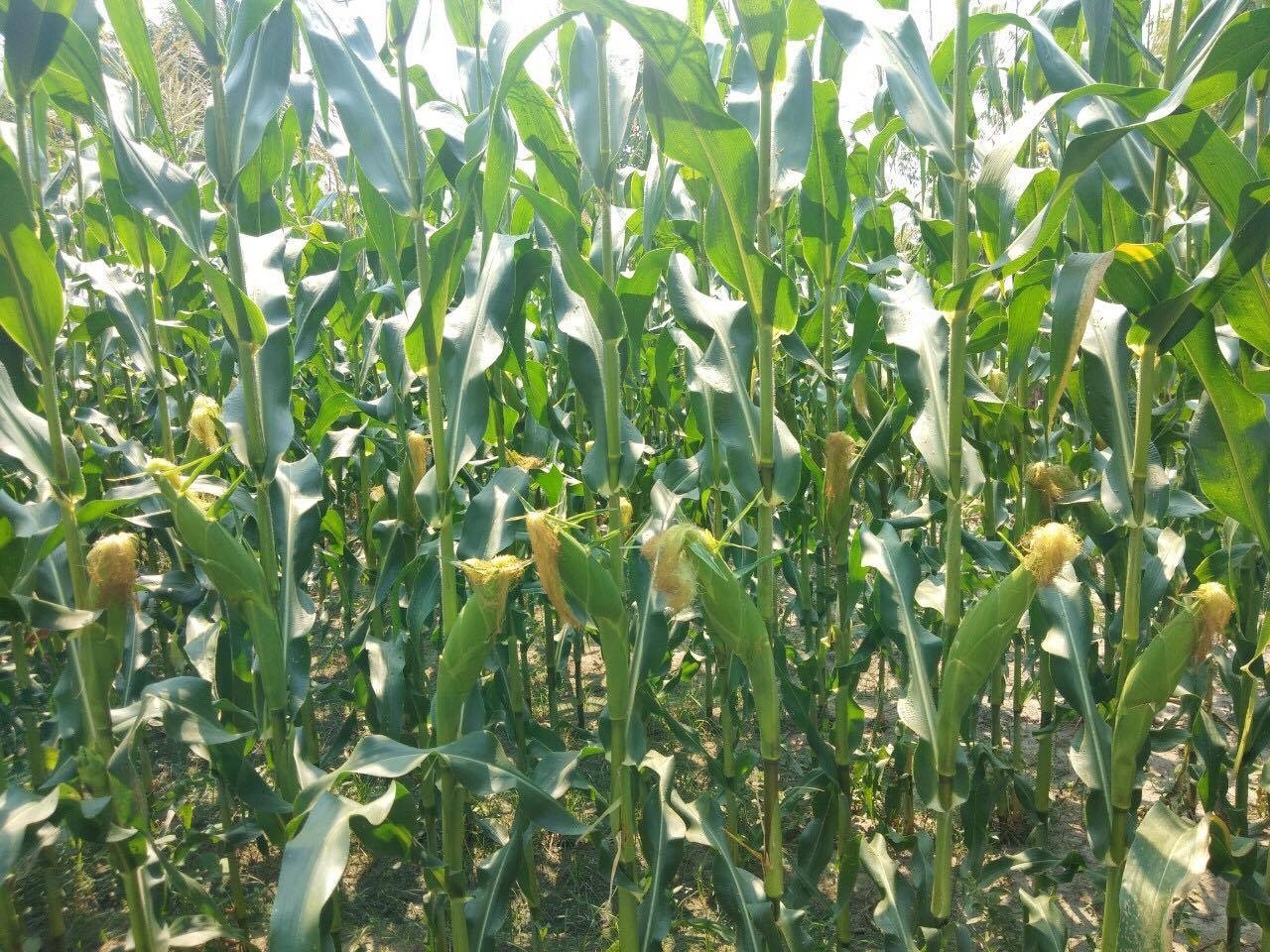 Gói 50 hạt giống bắp ngọt Tím Nữ Hoàng Đỏ - giống bắp ngọt ăn sống nhiều dinh dưỡng