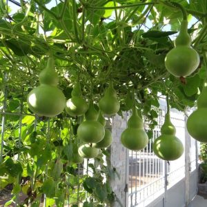 Gói 2g hạt giống bầu hồ lô F1