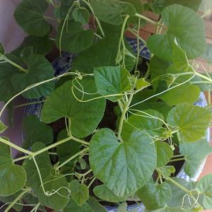 Gói 2g hạt giống bầu hồ lô F1