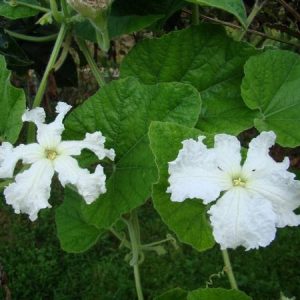 Gói 1g hạt giống bầu hồ lô