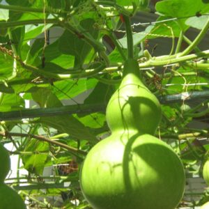 Gói 1g hạt giống bầu hồ lô