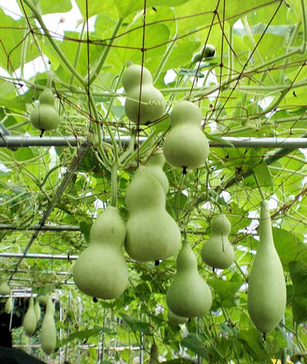 Gói 2g hạt giống bầu hồ lô F1