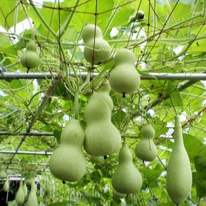 Gói 1g hạt giống bầu hồ lô