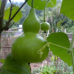 Gói 1g hạt giống bầu hồ lô