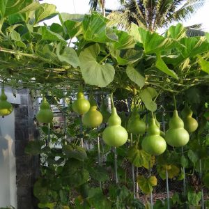 Gói 2g hạt giống bầu hồ lô F1