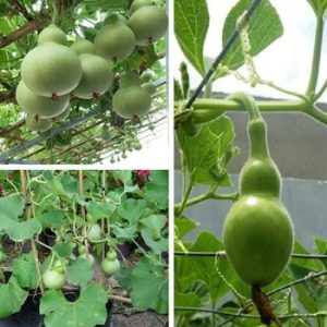 Gói 2g hạt giống bầu hồ lô F1