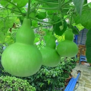 Gói 2g hạt giống bầu hồ lô F1