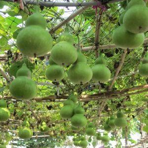 Gói 2g hạt giống bầu hồ lô F1