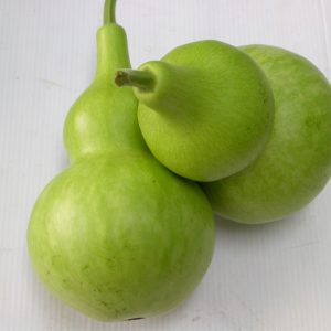 Gói 1g hạt giống bầu hồ lô