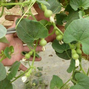 Gói 10 Hạt giống bầu hồ lô mini