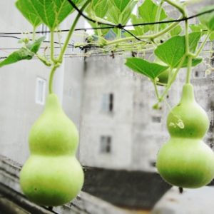 Gói 10 Hạt giống bầu hồ lô mini